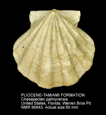 PLIOCENE-TAIAMI FORMATION Chesapecten palmyrensis.jpg - PLIOCENE-TAIAMI FORMATION Chesapecten palmyrensis Mansfield,1936